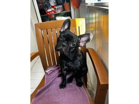 Egzotik blue taşıyıcı french bulldog akıllı arayanlara