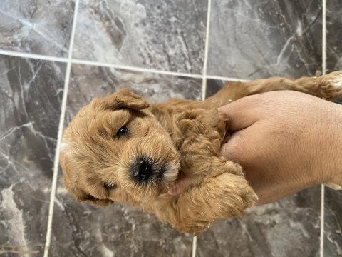 Orjinal maltipoo bebekler