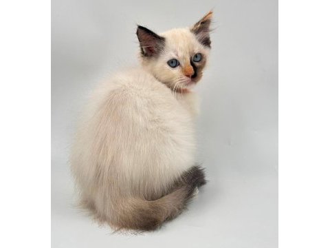Yavru ragdoll kedileri