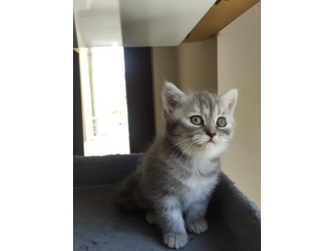 Yavru cins kedimiz uygun puanlı