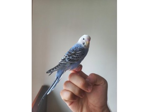 Yakışıklı maviş muhabbet kuşu