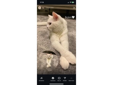 Beyaz british shorthair prenses