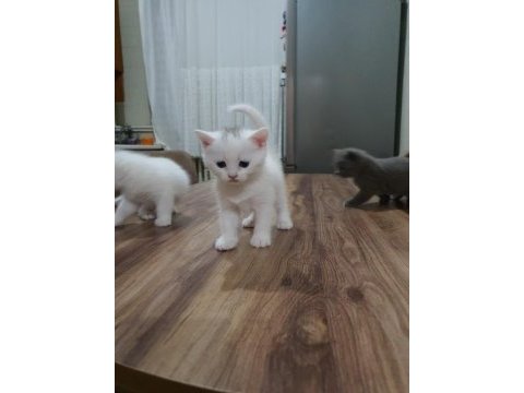 2 aylık british shorthair yavru