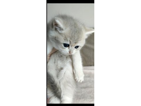 Safkan british shorthair