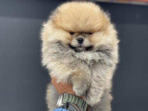Show kalite pomeranian yavrular petmod den