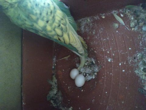 2 takım yavrulu yumurtalı takım muhabbet kuşlar
