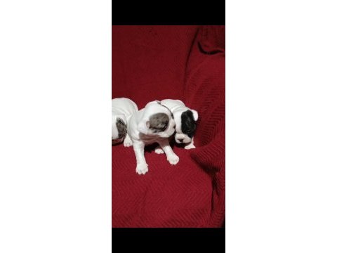 Fransız bulldog yavrular izmir