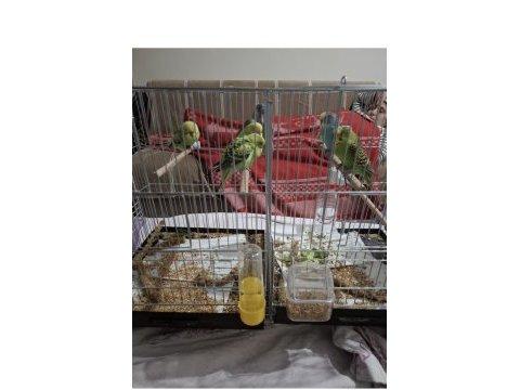 Jumbo erkek muhabbet kuşu