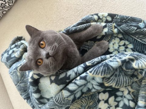 British shorthair kedimiz mochi