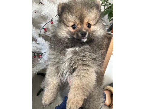 Orjinal pomeranian yavruları