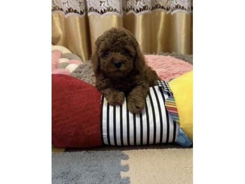 Toy poodle cinsi köpekler