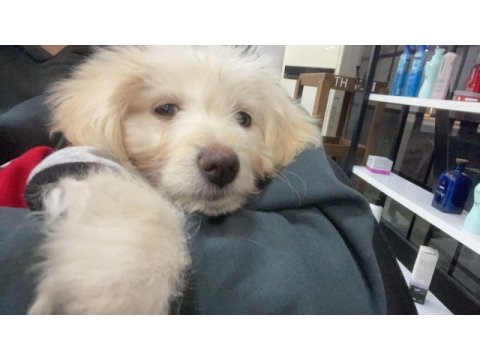 3 aylık yavru köpeğimiz