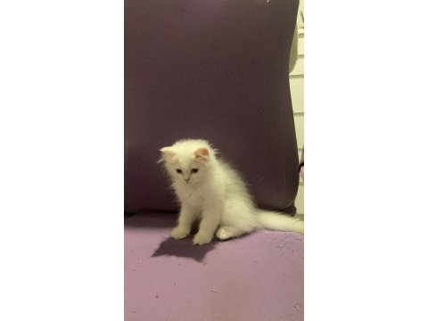 Blue point british longhair