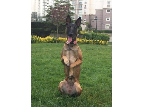 Fcı a şecereli malinoisler