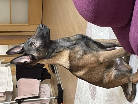 Üst düzey erkek malinois