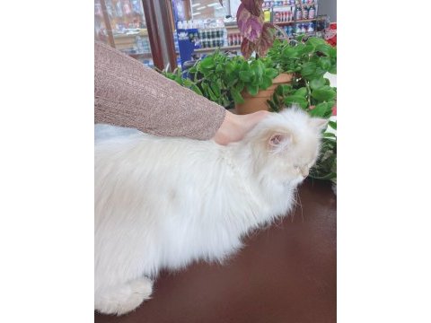 British golden longhair full secereli