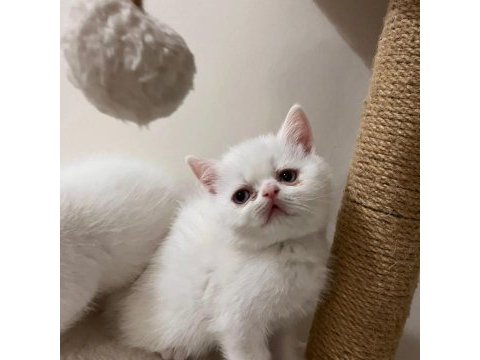 Teslime hazır british shorthair bebekler