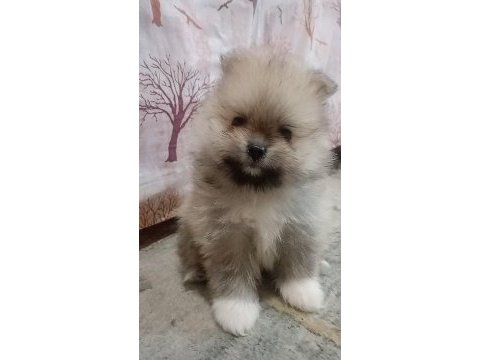 Pomeranian boo erkek bebeğim