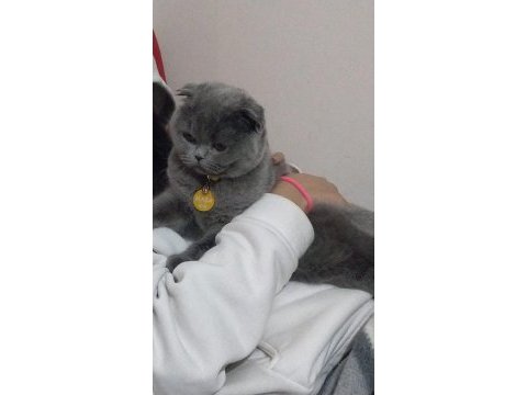 Dişi scottish fold
