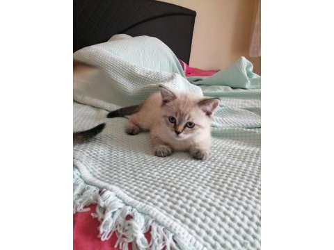 British shorthair bebekler