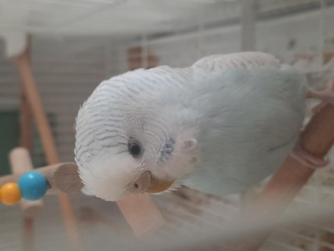 Uysal kuşum yeni sahibini bekliyor