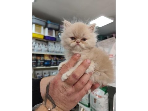 Türünün güzel örneklerinden british longhair yavrular