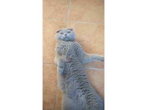 Oyun canlısı kedimiz yeni yuvasını bekliyor