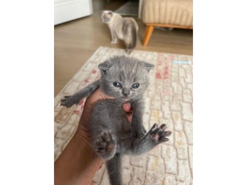 Evinizin british shorthair neşeleri burada