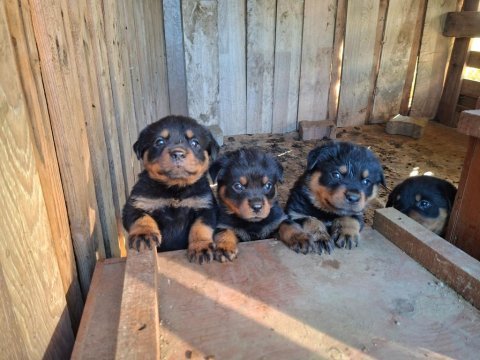 Koca kafa anne babadan nadir kan köpeğimiz