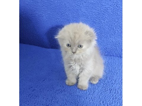 İstanbul içi adrese teslim lilak scottish fold longhair