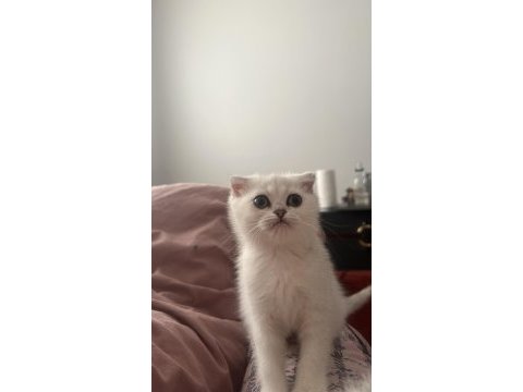 Scottish fold yavrularımız yuva arıyor (dişi)
