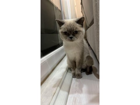 Uysal 2 british shorthair