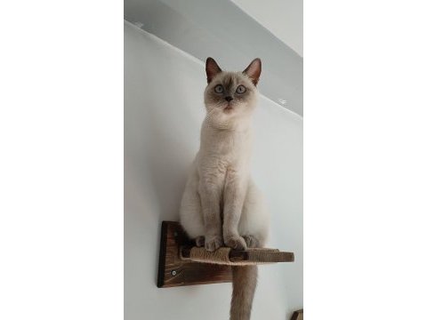 Kalıcı yuva aranıyor kedimize