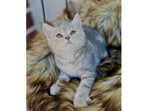 British shorthair yavru kedimiz
