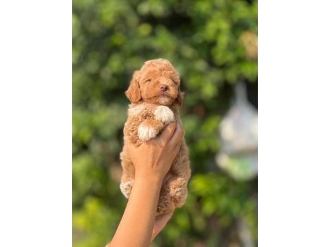 Teacup kore maltıpoo safkan wc eğitimli 