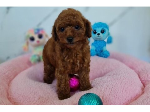 Şecereli mini boy toy poodle yavrularımız