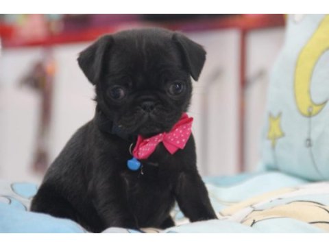 Black lekesiz pug bebeğimiz hazır
