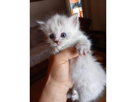 Prensesimiz british longhair