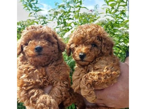 Orjinal ırk garantili toy poodle 