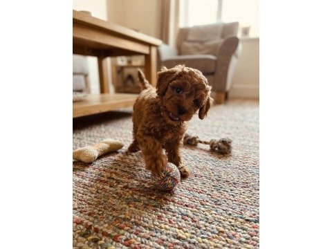 Toy poodle yavrumuz