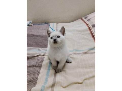 British shorthair