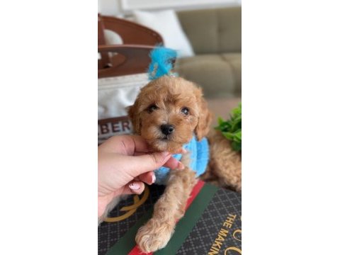 Türünün en yakışıklısı maltipoo