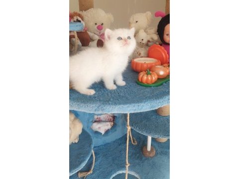 Daha iyisi şimdilik yok british shorthair