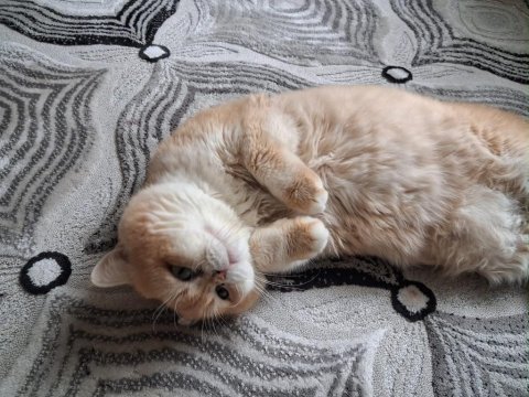 Premium kalite golden british shorthair