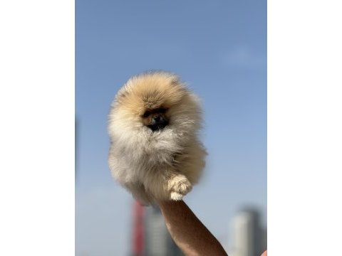 Ankaranın en elit teddy face suratlı pomeranian yavruları