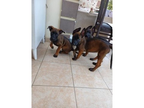 Fcı /kıf şecereli malinois yavrularım