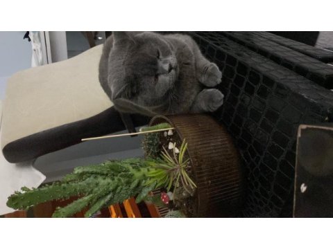Acil british shorthair sahiplendirilecek