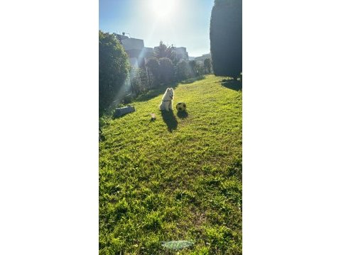 3 aylık erkek yavru saf ırk samoyed