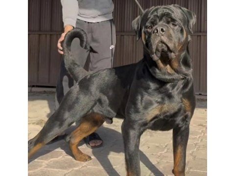 Dev rottweiler yavrusu erkek