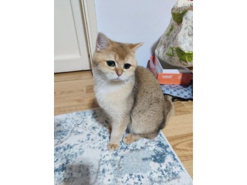 Golden ny12 dişi 2 yaş british shorthair